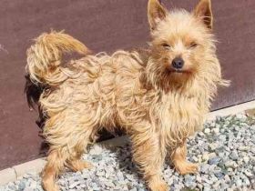Giovanni, Terriermix, geb. 2020, sucht erfahrene Besitzer