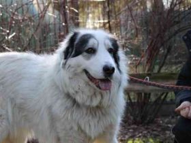 Isa, Pyrenäenberghund-Mix, geb. 2022, sucht Menschen mit Herz und Geduld