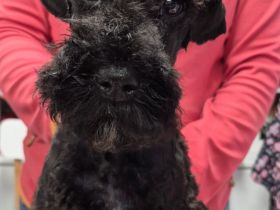 Kerry-Blue-Terrier Welpen