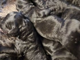 Kerry-Blue-Terrier Welpen