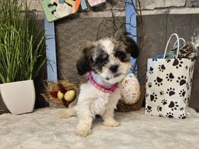 Shih-Tzu/Mix Baby