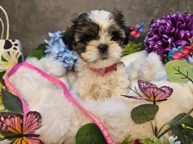 Shih-Tzu/Malteser Baby