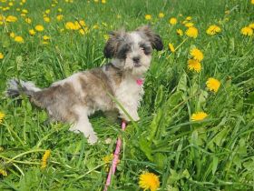 Shih-Tzu/Malteser Baby