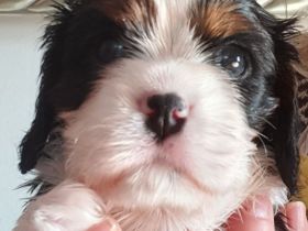 Cavalier-King-Charles-Spaniel-Welpe, Rüde, tricolour und blenheim