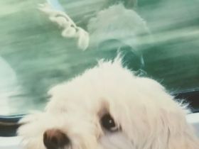 kleiner Malteser - für 900,-€ fest