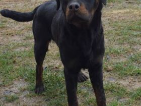 Rottweiler