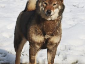 Shiba sesame female