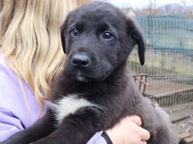 Nima hofft auf ihre große Chance