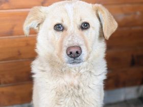 Dreamer sucht sein Traumzuhause