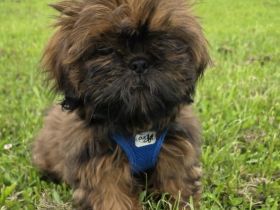 Shih Tzu Welpenhündin Tara