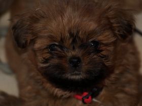Shih Tzu Welpen