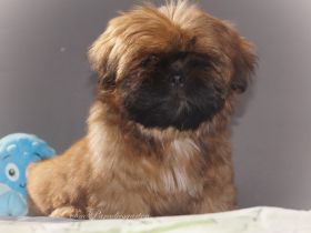 Shih Tzu Welpe, nur noch KIWI