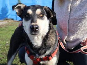 Palu - freundlicher Rüde sucht dich!