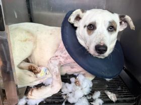 Darf Bianco bei dir ankommen?