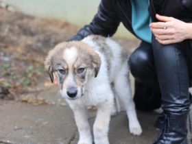 Unser Herzblatt Hjärta