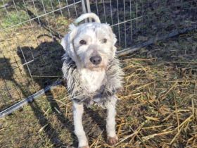 Freundliche Hundeseele Milan sucht Familienanschluss