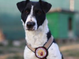 Zuhause gesucht für die zarte Hundedame Klecks