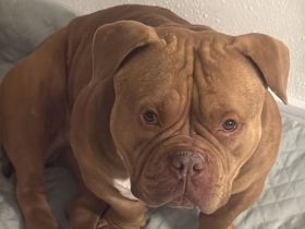 Toll Mega verschmuster Pocket Bully schoko