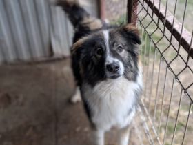 Bildschöner und liebenswerter Kaspar sucht Haus im Grünen