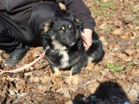 Freundlicher Familienhund Ameo sucht seine Menschen