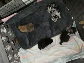 Hundewelpen zu verkaufen