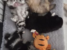 Hundewelpen zu verkaufen