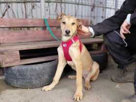 Zuhause gesucht für Mirko