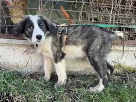 Ist Xavi der richtige Begleiter für dich?