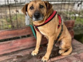 Möchtest du Susi ein schönes Leben schenken?