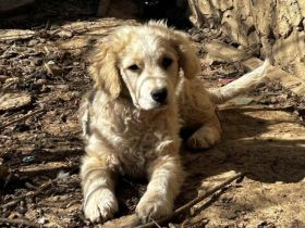 Akemi sucht ein Zuhause