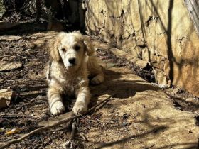 Akemi sucht ein Zuhause