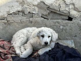 Mrs. Cool sucht ihre Familie