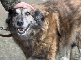 Ovidia - sanfte Hundeseele