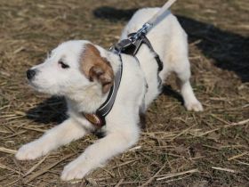 Unsere süße Buttercup