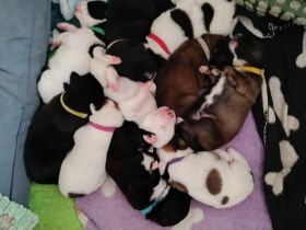 Bunte Mischlingswelpen