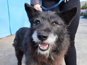 Strubbeliger Senior Barnabas sucht Alterswohnsitz