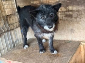 Strubbeliger Senior Barnabas sucht Alterswohnsitz