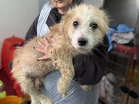 Janos Hundeseele muss heilen