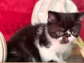 Britisch kurzhaar bkh kitten mix