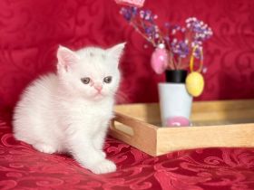 Britisch kurzhaar bkh kitten mix