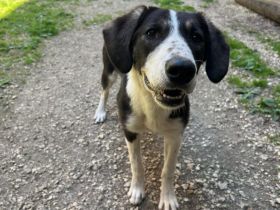 Tash sucht ein freies Körbchen