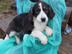 Tash sucht ein freies Körbchen