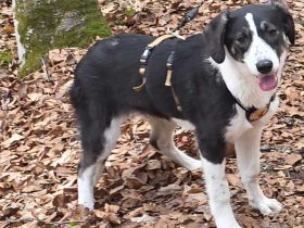 Tash sucht ein freies Körbchen