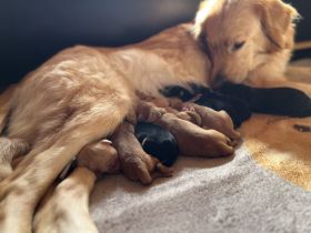 Hovawartwelpen mit Ahnentafel