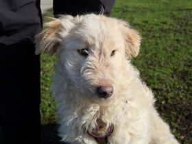 Hast du ein Körbchen frei für Yoshi?