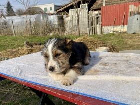 Zuhause gesucht für Sully