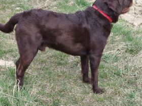 Labradoodle Deckrüde in Chocko