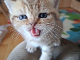 BKH Kitten mit Stammbaum Black golden shaded ticked Chocolate mackerel tabby Blue golden shaded