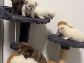 BKH mix Ragdoll Kitten suchen liebevolles Zuhause