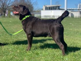 Labrador Retriever Rüde (LA CASA DE MARIA LUCAS)
